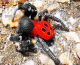 Πάρος: Εντοπίστηκε το σπανιότατο είδος της αράχνης Πασχαλίτσας