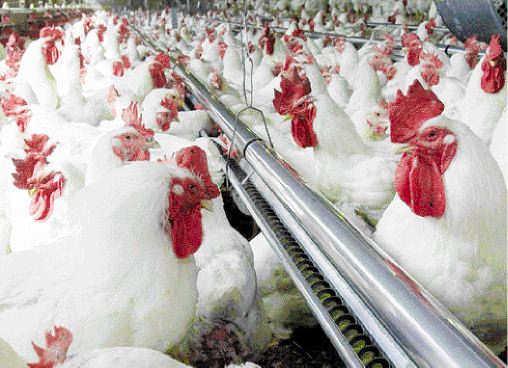 Καρκινογόνα αντιβιοτικά σε ζώα παραγωγής τροφίμων