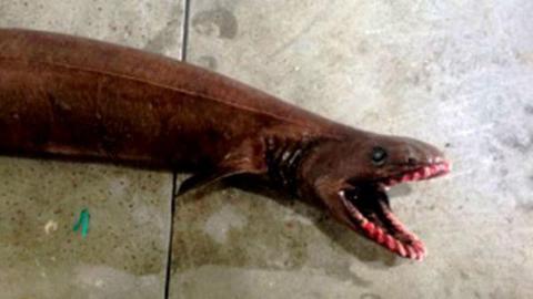 Τρομακτικός προϊστορικός καρχαρίας εντοπίστηκε στην Αυστραλία