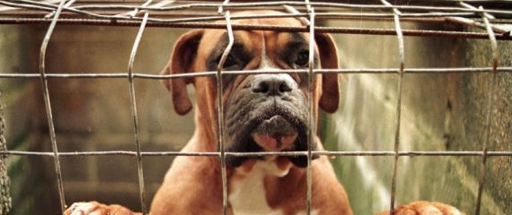 Η θανάτωση ζώου διώκεται και τιμωρείται με ποινή φυλάκισης τουλάχιστον ενός (1) έτους και...