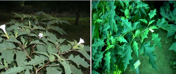 Σοβαρά περιστατικά δηλητηρίασης - Οφείλονται στην κατανάλωση του αγριόχορτου Τάτουλας ή Βρωμόχορτο ή Διαβολόχορτο (Datura stramonioum, οκ. Solanaceae)