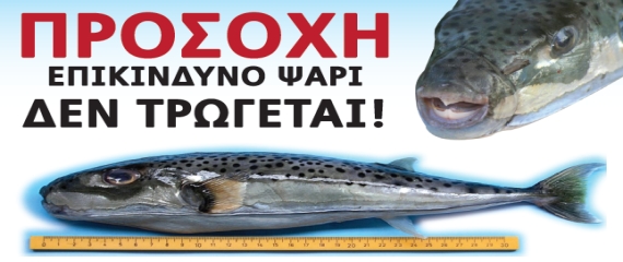 Λαγοκέφαλος Προσοχή, επικίνδυνο ψάρι, δεν τρώγεται!