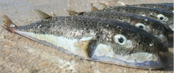 Μεγάλη ποσότητα λαγοκέφαλων  αλιεύτηκαν στο Πίσω Λιβάδι της Πάρου (φωτό)