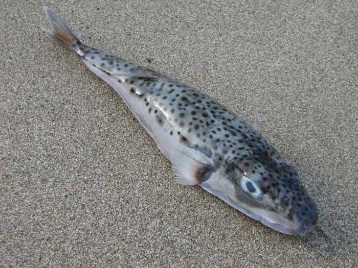 Πάρος - Αλυκή: Αλιεύτηκε Λαγοκέφαλος ή Ποντικός 45 εκατοστών