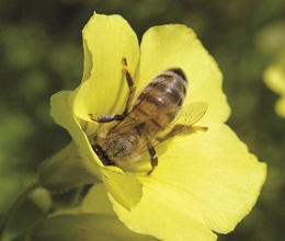 Προτάσεις του Αντιδημάρχου Π.Κουτσουράκη για την διάσωση  των μελισσών κα την προστασία των φοινίκων