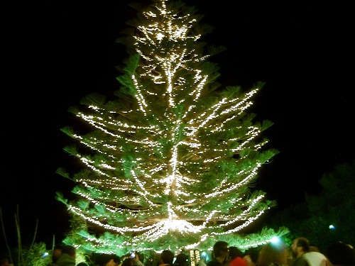 Άναμμα Χριστουγεννιάτικου Δέντρου