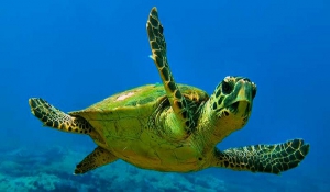 Αναζητούνται οι δράστες που αποκεφαλίζουν χελώνες στη Νάξο