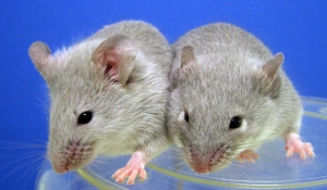 Χάκερ Εγκεφάλου-Ερευνητές χειραγώγησαν τη μνήμη ποντικιών