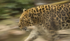 Σπάνια εικοσάχρονη λεοπάρδαλη υποβλήθηκε σε ευθανασία