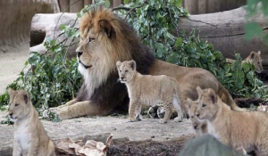 Τρόμος σε πόλη της Γερμανίας: Το έσκασαν λιοντάρια, τίγρεις και τζάγκουαρ από ζωολογικό κήπο