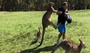 Καγκουρό επιτίθενται με κλωτσιές σε τουρίστες στην Αυστραλία
