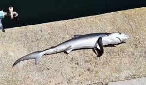 Εκπληκτοι έμειναν ψαράδες στη Θράκη – Εντόπισαν μικρό καρχαρία στο λιμάνι του Φαναριού