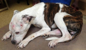 Δέκα χρόνια φυλακή για τον κτηνώδη βασανισμό σκύλου από τον ιδιοκτήτη του