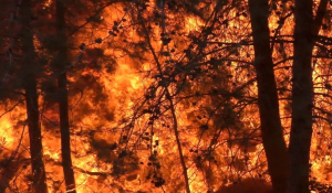 Φωτιές: Νύχτα αγωνίας στον Έβρο - Μάχη από 300 πυροσβέστες στη Δαδιά