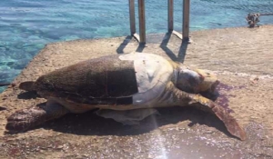 Σύρος: Νεκρή χελώνα καρέτα – καρέτα κοντά στον όρμο του Γαλησσά