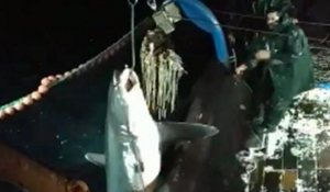 Αιγαίο: Στο αγκίστρι των ψαράδων αυτός ο καρχαρίας – Η στιγμή που τον βγάζουν από τη θάλασσα – (Βίντεο)