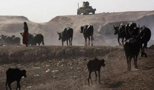 Ιράκ: Eπίθεση με παγιδευμένες με εκρηκτικά αγελάδες!