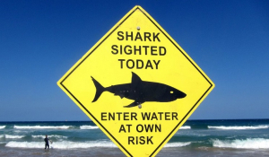 Προειδοποίηση για εμφάνιση καρχαριών σε παραλίες της Φλόριντα μετά τον κυκλώνα εξέδωσαν οι αρχές