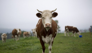 Σάλος στην Πολωνία: Έκαναν εξαγωγές κρέατος από άρρωστες αγελάδες σε χώρες της ΕΕ