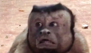 Μαϊμού με ανθρώπινο πρόσωπο γκρέμισε το ίντερνετ