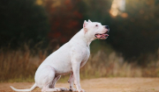 «Μου ξέφυγε», λέει ο ιδιοκτήτης του Ντόγκο Αρτζεντίνο που κατασπάραξε το σκυλάκι