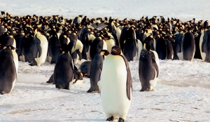 Παγόβουνο αφανίζει αποικία πιγκουίνων - Αποκλείστηκαν από τη θάλασσα