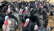 Μεγάλη Βρετανία: Εντοπίστηκαν κρούσματα γρίπης των πτηνών σε φάρμα με γαλοπούλες