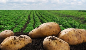 Χορήγηση στρεμματικής ενίσχυσης για τους καλλιεργητές εαρινής πατάτας περιόδου 2016 – Αιτήσεις μέχρι  10 Μαρτίου 2016