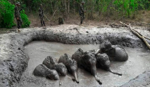 Αίσιο τέλος για 6 ελεφαντάκια – Είχαν παγιδευτεί σε βαθύ λάκκο με λάσπη