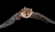 Επιστήμονες εντόπισαν «συγγενή» του κορονοϊού σε νυχτερίδες στην Ταϊλάνδη