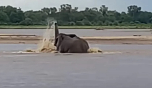 Βίντεο δείχνει ελέφαντα να παλεύει με πεινασμένο κροκόδειλο μέσα σε ποτάμι
