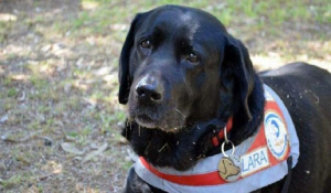 Πέθανε η Λάρα - Ήταν ο πρώτος σκύλος οδηγός τυφλών στην Ελλάδα