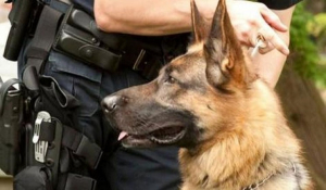 Μύκονος: Ο αστυνομικός σκύλος &quot;μύρισε&quot; τα ναρκωτικά