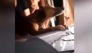 Σκύλος κλαίει πάνω από το φέρετρο του ιδιοκτήτη του – video