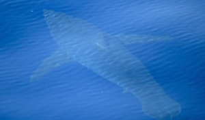 Tρόμος στη Μαγιόρκα: Εθεάθη μεγάλος λευκός καρχαρίας μήκους 5 μέτρων!