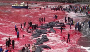 Το πιο βάρβαρο έθιμο: Η ανελέητη σφαγή φαλαινών στα νησιά Φερόε