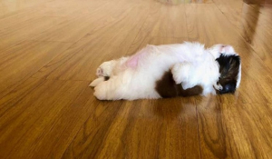 Απίστευτα χαριτωμένο: Ο σκύλος που κοιμάται σαν άνθρωπος και έγινε viral