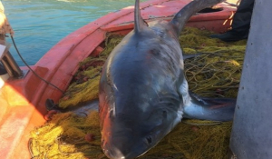 Βόλος: Αυτός είναι ο καρχαρίας των 4 μέτρων και 100 κιλών που έκανε τα δίχτυα του ψαρά ασήκωτα