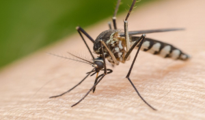 Π.Ν.Α: Μέτρα προστασίας από τα κουνούπια