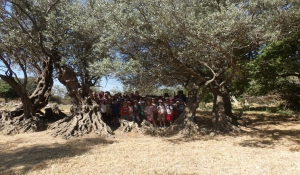 Νάξος: Εκδήλωση για το ελαιόδεντρο τ΄ Αδησαρού