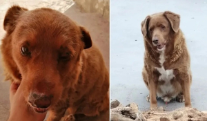Πορτογαλία: Πέθανε σε ηλικία 31 ετών ο Μπόμπι - Ήταν ο γηραιότερος σκύλος στον κόσμο