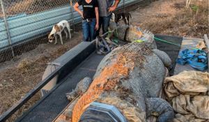 Αυστραλός «Κροκοδειλάκιας» έπιασε γιγαντιαίο κροκόδειλο 5,1 μέτρων