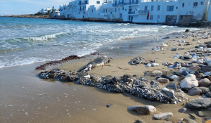 Πάρος: Νεαρή φώκια ξεβράστηκε νεκρή σε παραλία του νησιού