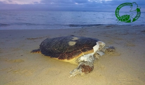 Ποιος «δήμιος» αποκεφαλίζει θαλάσσιες χελώνες στη Νάξο;