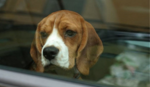 Ημέρα αδέσποτων ζώων: Επικαιροποιείται νέο νομοθετικό πλαίσιο για ζώα συντροφιάς