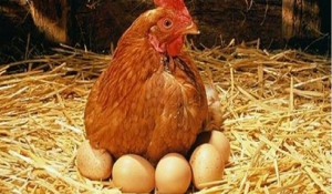 Tρεις λόγοι για να τρώτε συχνά αυγά σύμφωνα με έρευνες